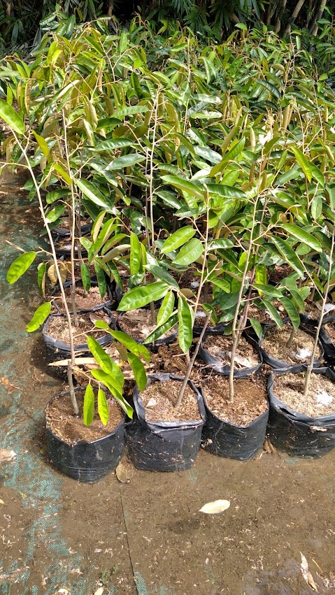 bibit durian super tembaga tanaman terbaru Lubuklinggau