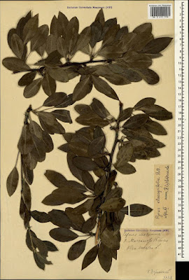 Груша лохолистная (Pyrus elaeagnifolia, =Pyrus elaeagrifolia)