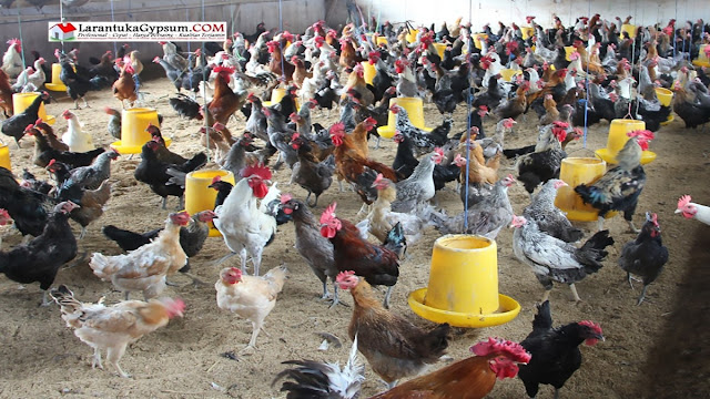 Beternak Ayam Kampung