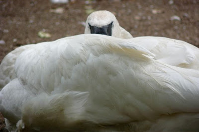 Trumpeter Swan, Denver Zoo, August 2007 by Joe Beine