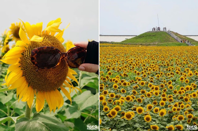 柳川ひまわり園、福岡