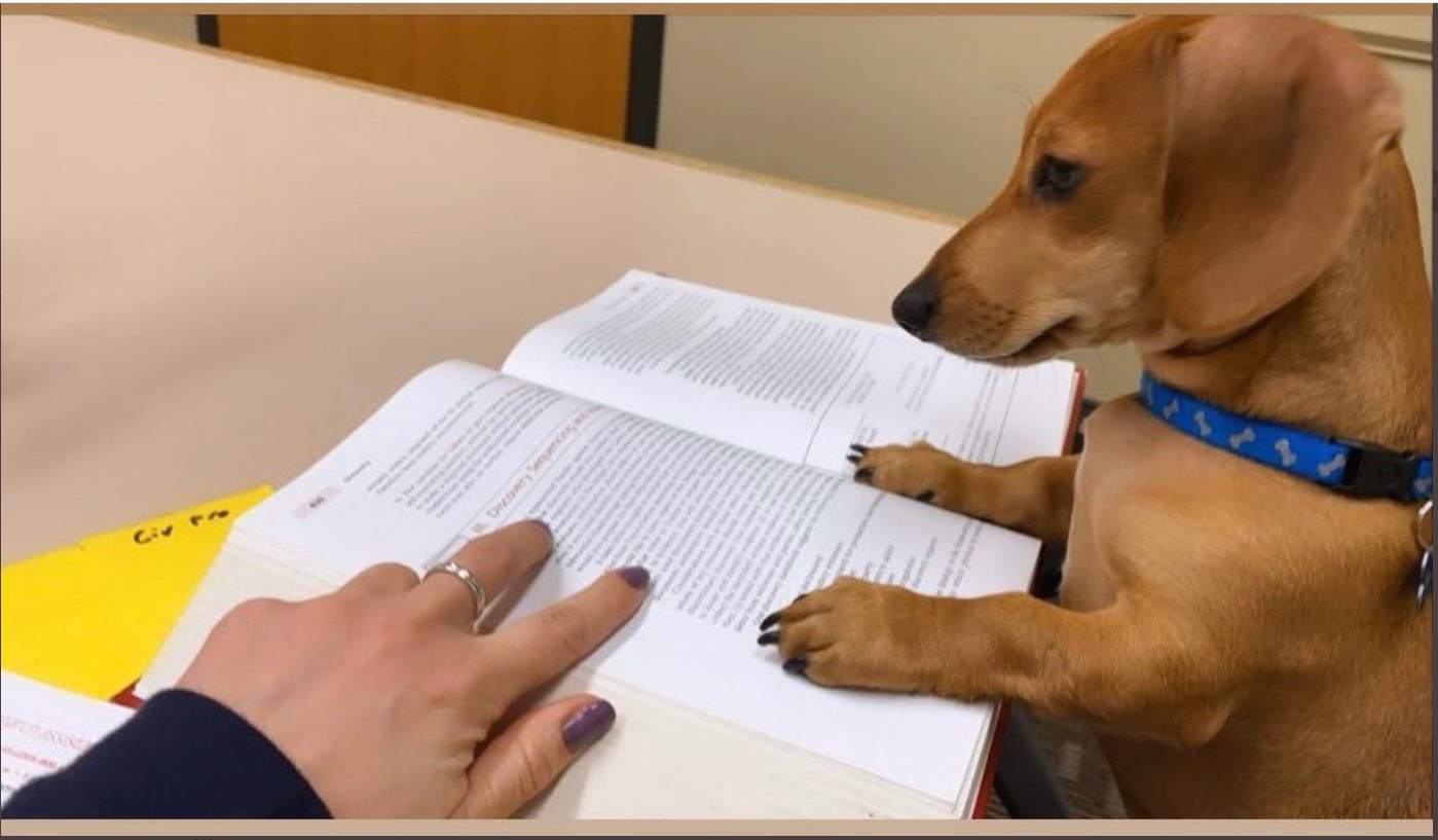 A dog reading a book