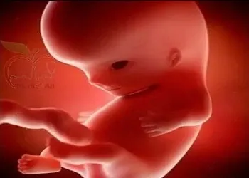 الحمل : من الأسبوع السابع إلى الأسبوع الرابع عشر بالصور  و الشرح