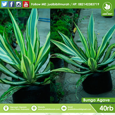 Jual Bibit Tanaman Hias Agave Kuning - Agave adalah tanaman hias yang bisa Anda manfaatkan untuk memberikan hiasan pada taman di rumah. Jual Bibit Bunga Hias