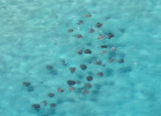 Stingray City mit Rochen auf Grand Cayman