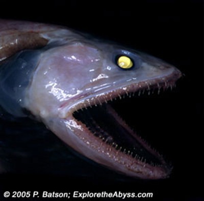 BathysaurusSide3940