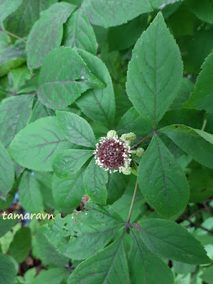 Свободноягодник сидячецветковый (Acanthopanax sessiliflorus, =Eleutherococcus sessiliflorus)