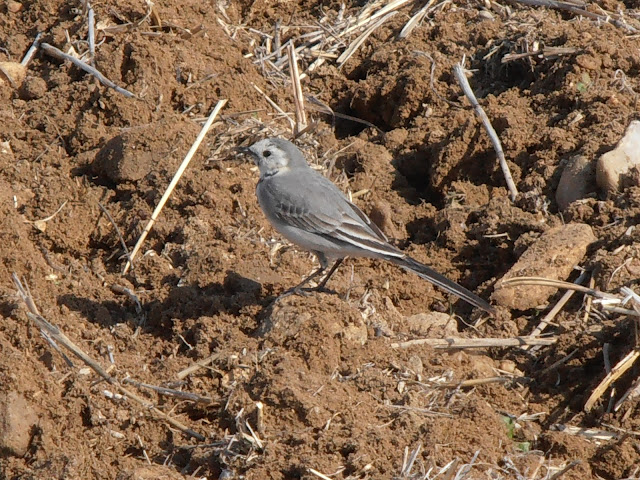 LAVANDERA BLANCA: Motacilla alba