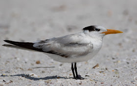 Royal Tern - Carlos Pointe, Florida