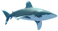 Tubarão Mako