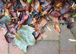 Autumn leaves, October 2013