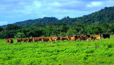 Savanna Sadengan Banyuwangi