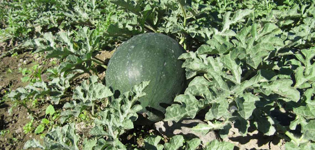 Tallo de la sandia y plantas