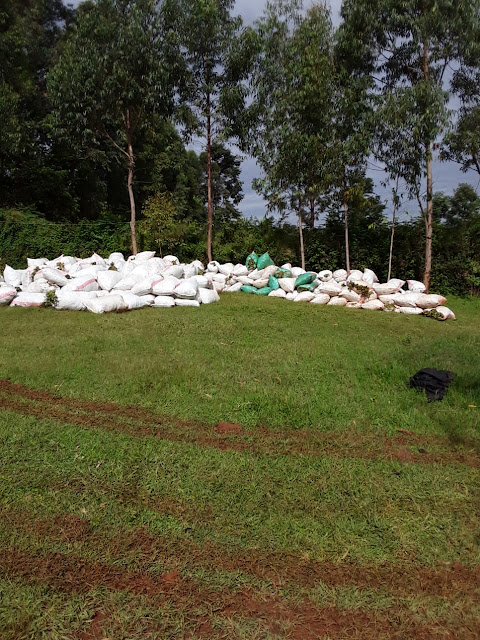 Harvested sweet potato vines packed in bags