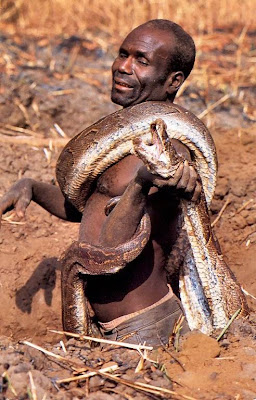 Pictures of an African  Python 