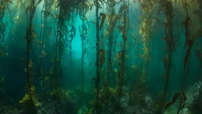 Ocean Forests Deep Beneath Water