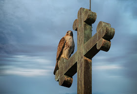 Christo the resident male red-tailed hawk.