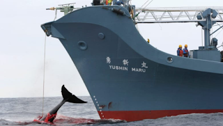 Japan to Withdraw from the International Whaling Commission