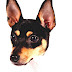 Toy Fox Terrier - Fox Dog Toy