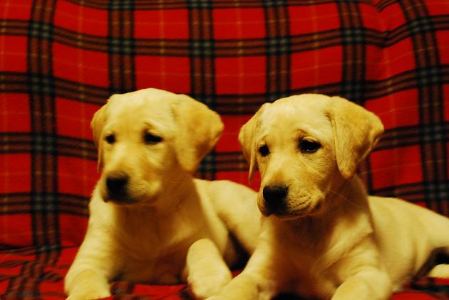 Kristi's puppies