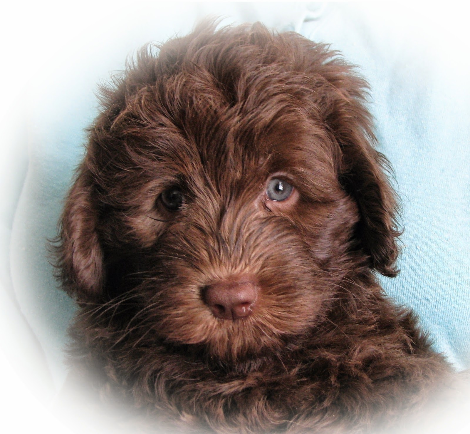 Rules of the Jungle: Labradoodle puppies