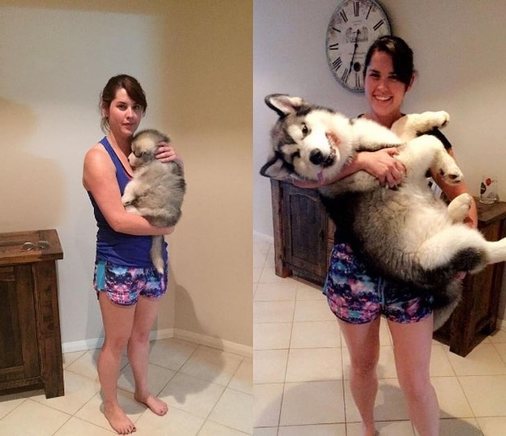 26 Hilarious Pictures Of Pets That Made Our Day