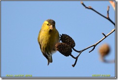 Ryton Gardens D3100  15-01-2012 11-20-59