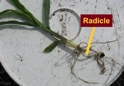 radicle corn plant