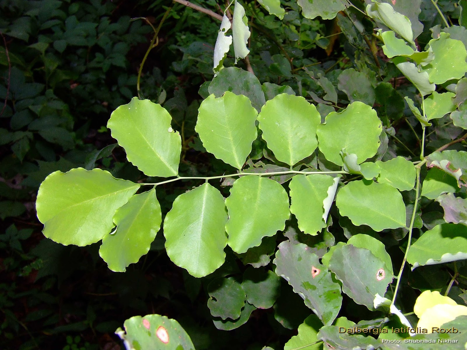 Medicinal Plants Dalbergia latifolia  shinshapa Jitragi 