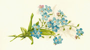Free Flower Clip Art: Vintage Illustration of Sprig of ForgetMeNot Flowers (wd )