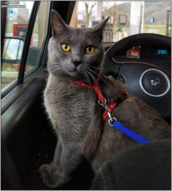 chartreux cat