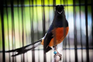 Cara Jitu Mengatasi Burung Murai Batu Yang Ngedrop Mental