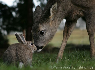 Unusual Animal Friendships Seen On www.coolpicturegallery.net