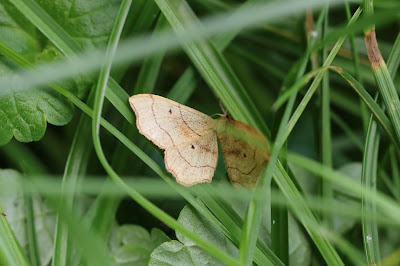 Geblokte Stipspanner - Blokstipspanner - Idaea emarginata