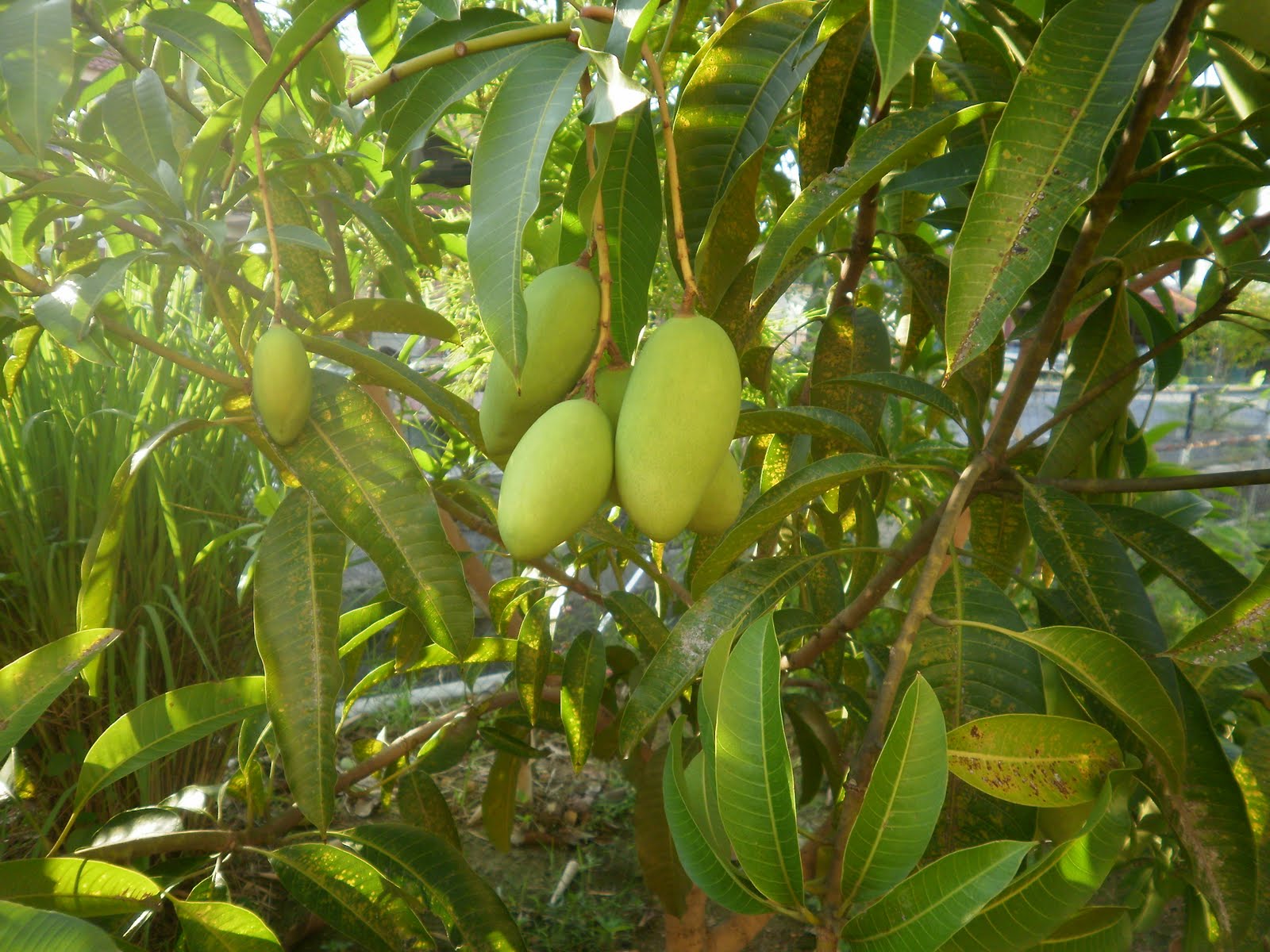 laman ct com pohon mangga  berbuah sudah 