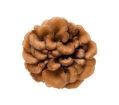 Maitake Mushroom Powder | Maitake Mushroom Capsule | MycoNutra® Products by Biobritte