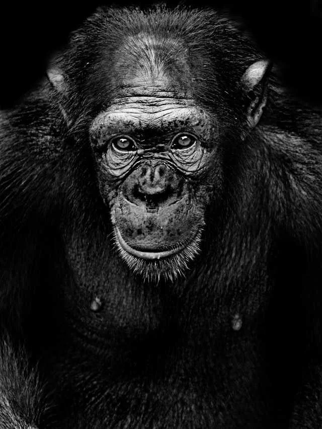 heading ilustration - The chimp