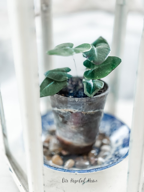 heart fern in pot with patina