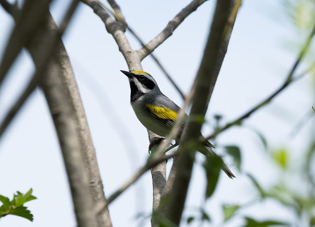 Golden-winged Warbler - Shumsky Road, Michigan, USA