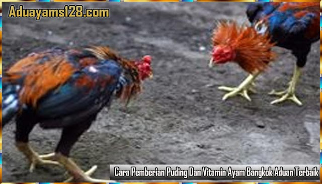Keuntungan Dan Cara Pemberian Puding Dan Vitamin Ayam Petarung