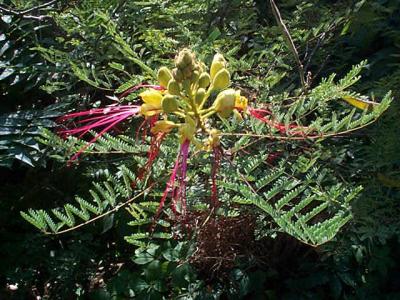 Bird Of Paradise Shrub