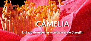 Listado de Camelias