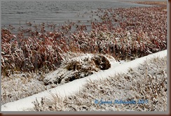 SnowyPendentGrass_7310