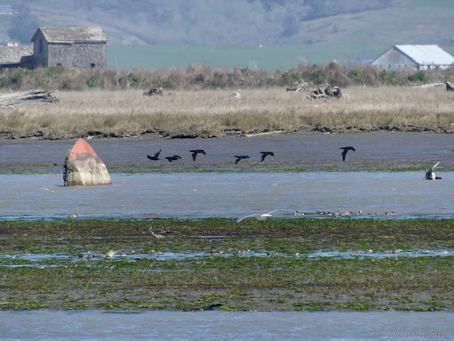 long, black birds flying low to the water