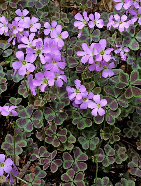 Oxalis violacea 'Purple Butterfly'