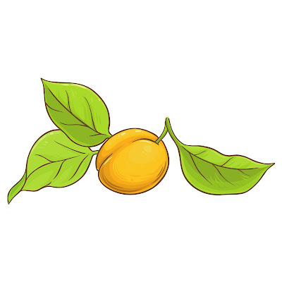 70+ Cartoon images of Apricot fruit