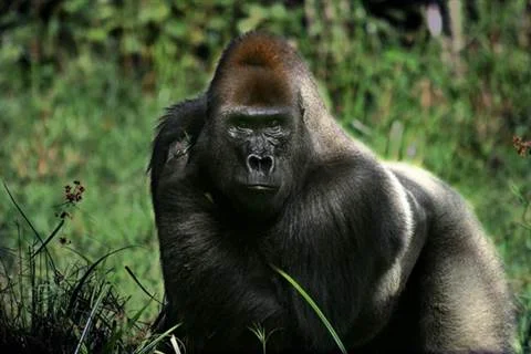 HD Images of the Wild Animals, Wallpapers and backgrounds