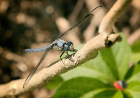 A Blue Dasher drgaonfly.