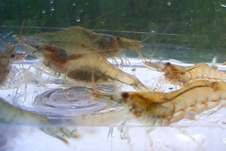 東京淡水魚図鑑 ヌカエビ ヌマエビ科ヌマエビ属