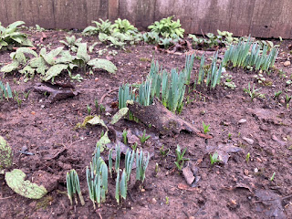 spring bulbs coming up out of a garden